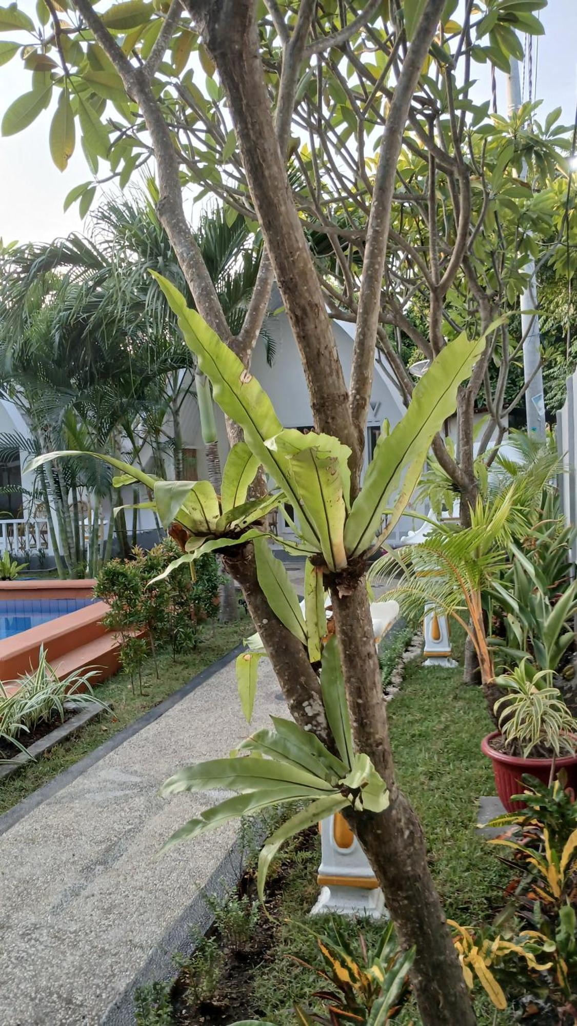 New Balengku Dua Hotel - Adults Only Gili Air Exterior photo